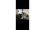 Mehrfamilienhaus, Wohnhaus Lage - 11 Zimmer, 300 m&sup2;, 425.000&euro; | Angebot:27262168